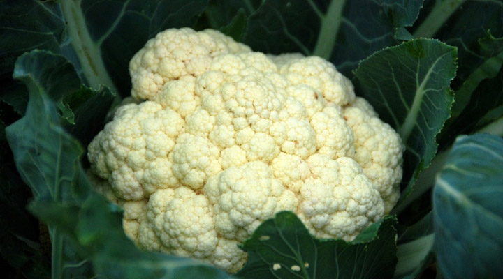 cauliflower