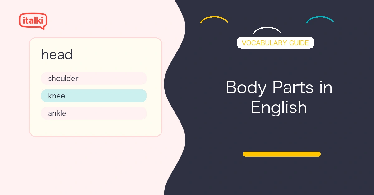 Body Parts in English: Essential Vocabulary with Examples feature image