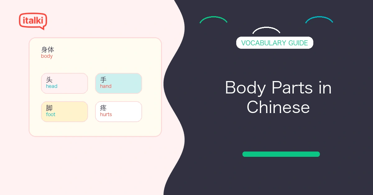 Body Parts in Chinese: Essential Words, Phrases, and Examples feature image